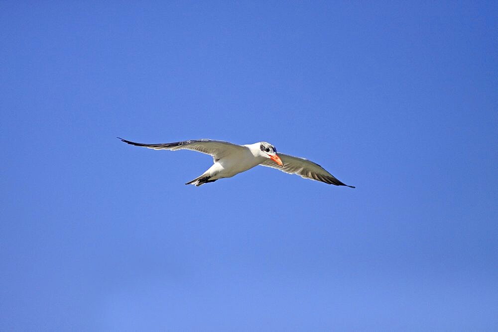 Animals, Birds, Terns, Caspian tern Sterna caspia Adult In Flight In Eclipse Plumage Against Deep Blue Sky In Wintering Grounds December The Gambia West Africa.