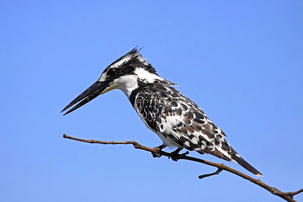 Animals, Birds, Kingfishers, Pied kingfisher Ceryle rudi Perched on branch The Gambia West Africa.