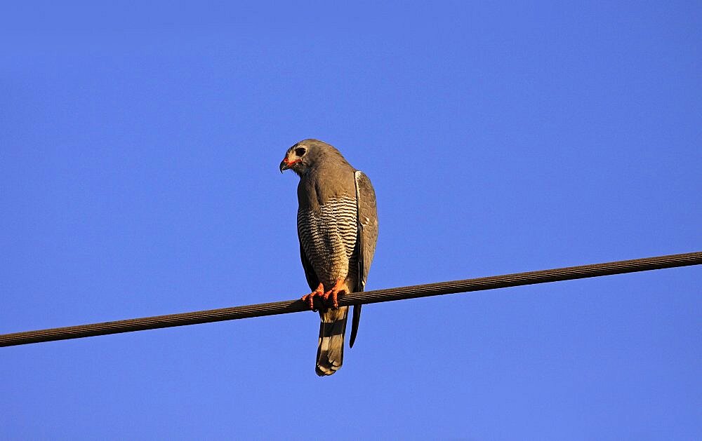 Animals, Birds, Bird of Prey, Lizard buzzard Kaupifalco monogrammicus Perched on steel cable against a deep blue sky The Gambia West Africa.