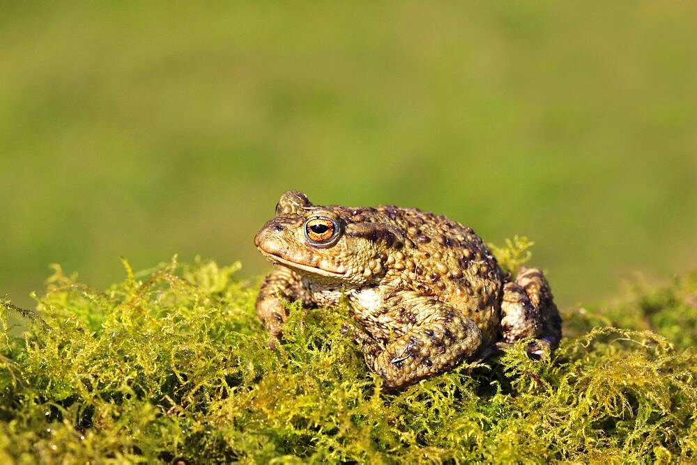 Animals, Amphibians, Toads, Common toad Bufo bufo sat on mossy vegetation March Shropshire England UK.