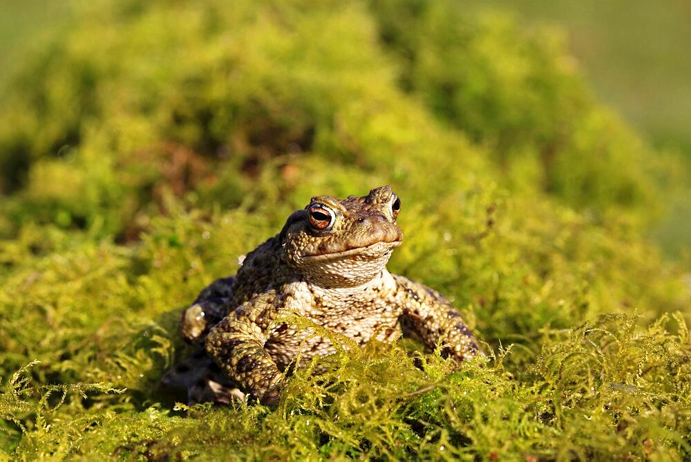 Animals, Amphibians, Toads, Common toad Bufo bufo sat on mossy vegetation March Shropshire England UK.