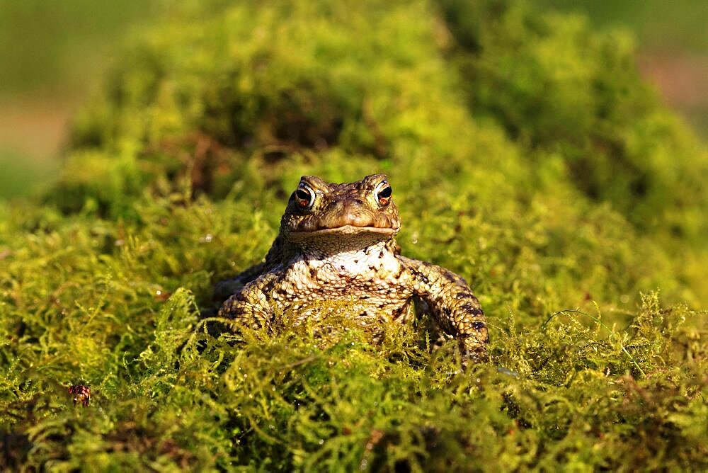 Animals, Amphibians, Toads, Common toad Bufo bufo sat on mossy vegetation March Shropshire England UK.