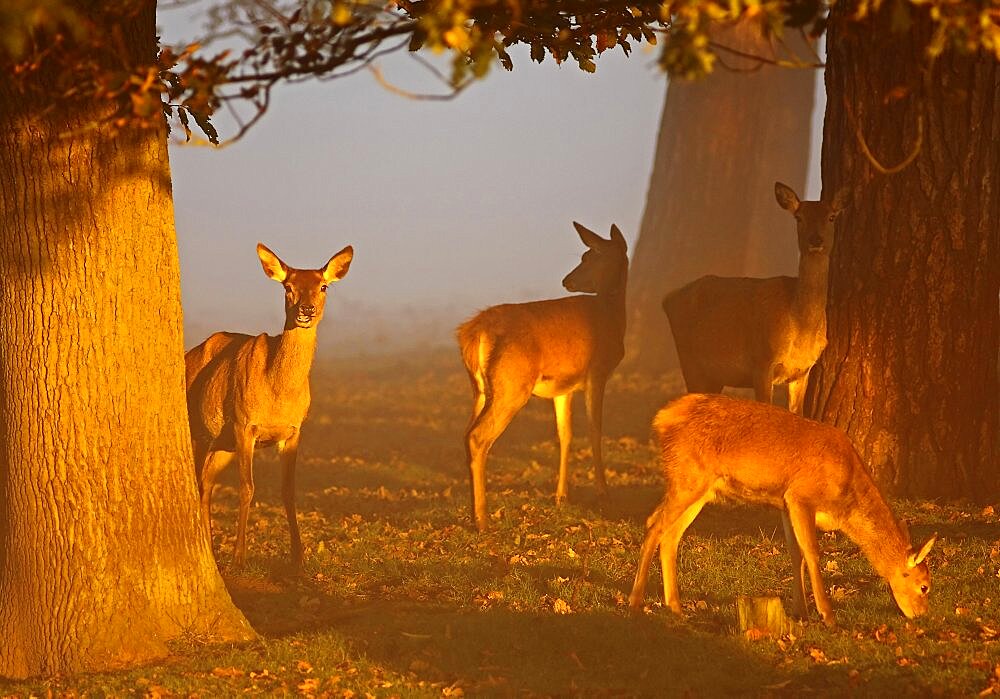 Animals, Mammals, Deer, Red deer Cervus elaphus Young Red Deer females feeding on sunny misty autumn morning at sunrise October Tatton Cheshire England UK.