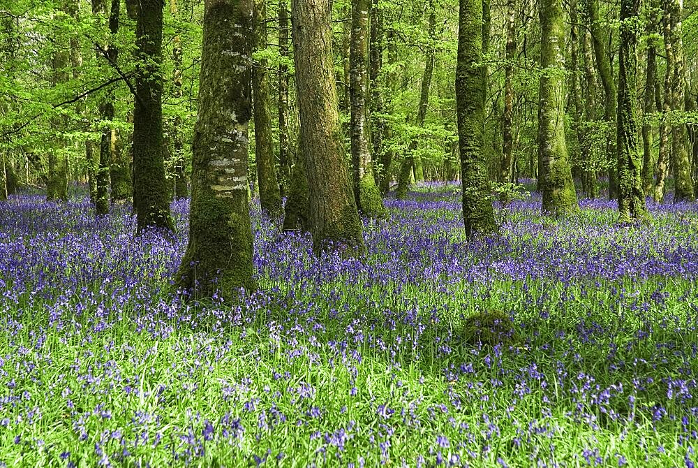 Ireland, County Roscommon, Derreen Wood, Bluebells in May.