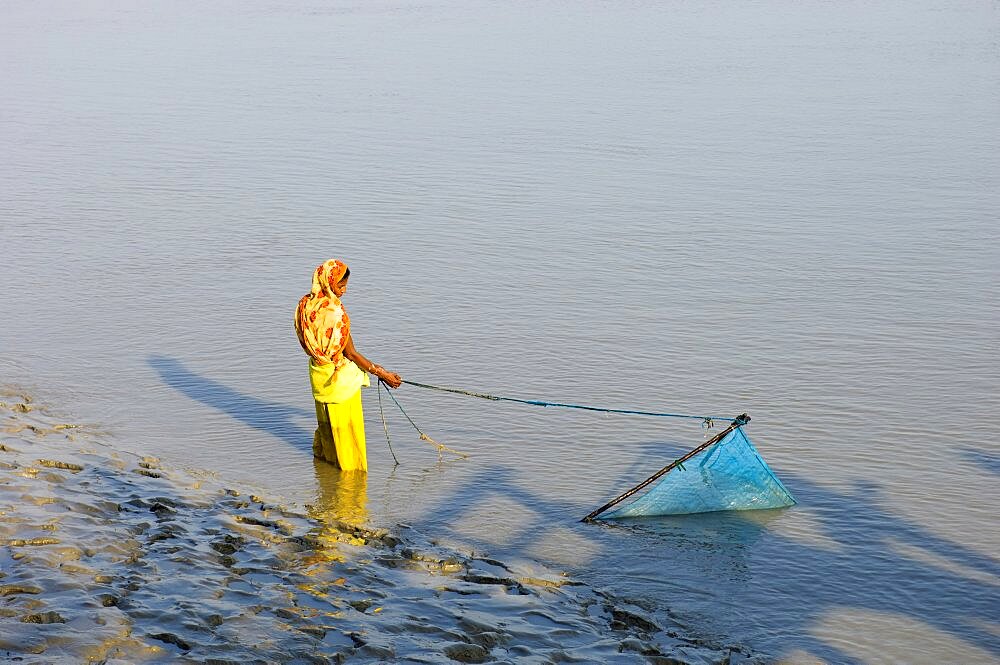 Bangladesh, Khulna Division, Shyamnagar, Woman trawling for shrimp fry with scoop net in the Sundarbans mangrove forest, UNESCO World Heritage Site