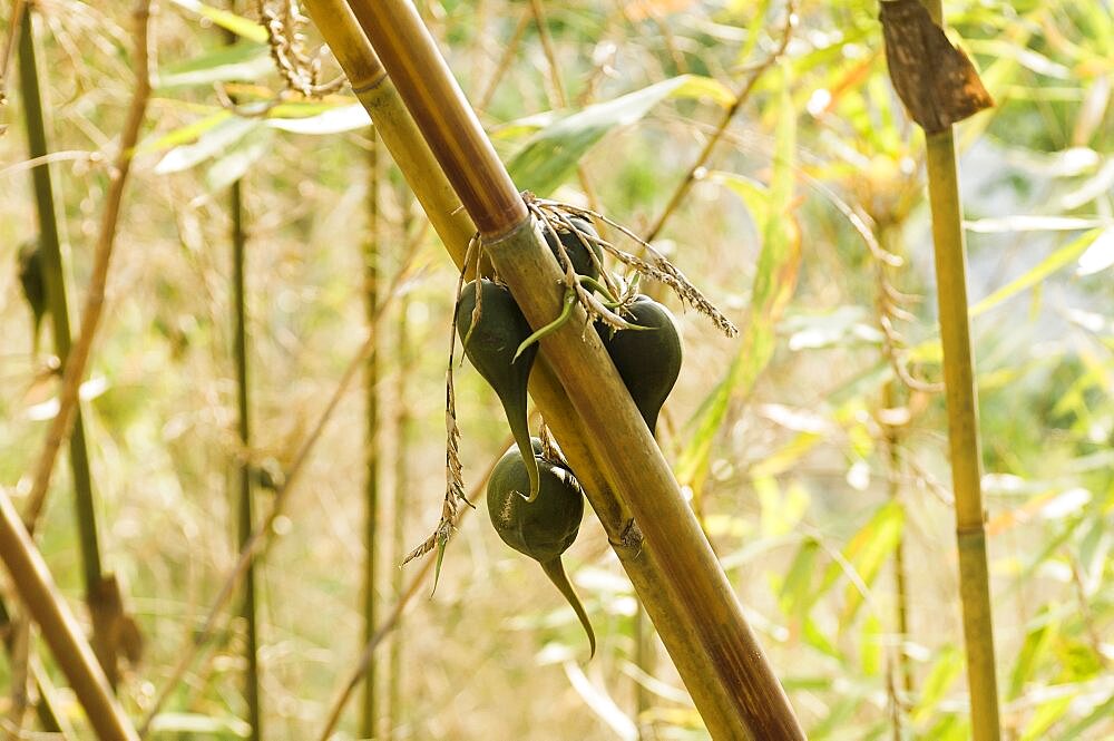 Bangladesh, Chittagong Division, Bandarban, Rare bamboo fruit hanging from stems, usually flowers every 50 years.