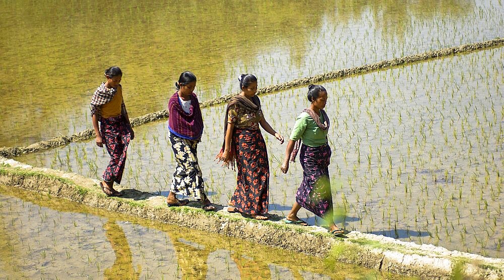 Bangladesh, Chittagong Division, Rangamati, Women walking across rice paddy fields.