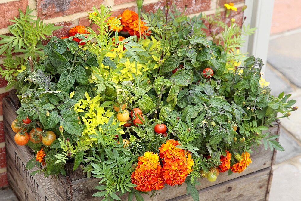 Plants, Flowers, Marigold, Lycopersicon, Tomato and Calendula, Marigold growing in wooden planter.