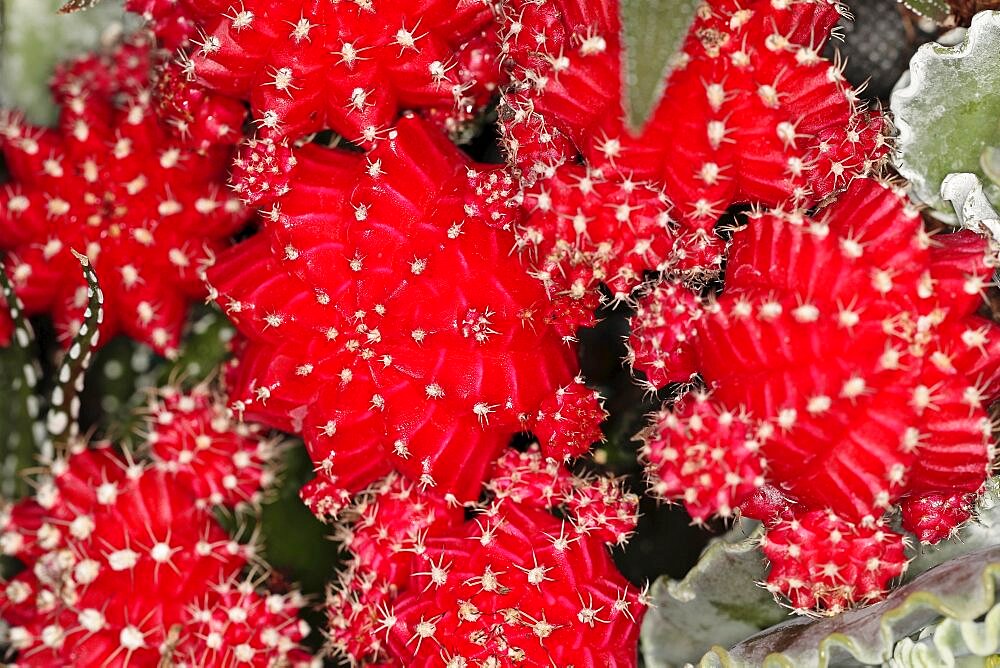 Plants, Cactus, Close up of Hibotan or Moon cactus, Gymnocalycium mihanovichii friedrichi.