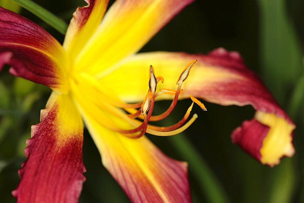 Plants, Flowers, Lillies, Lily, Close up of colourful Lilium flower showing stamen.