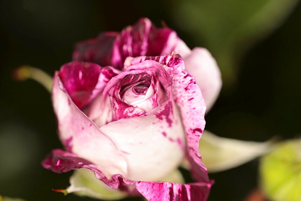 Plants, Flowers, Roses, Rose, Rosa, Close up of pink and white petals.