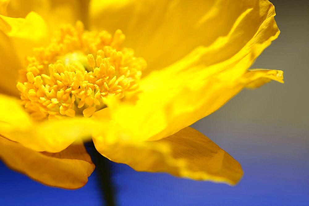 Plants, Flowers, Poppies, Poppy, wild California Yellow.