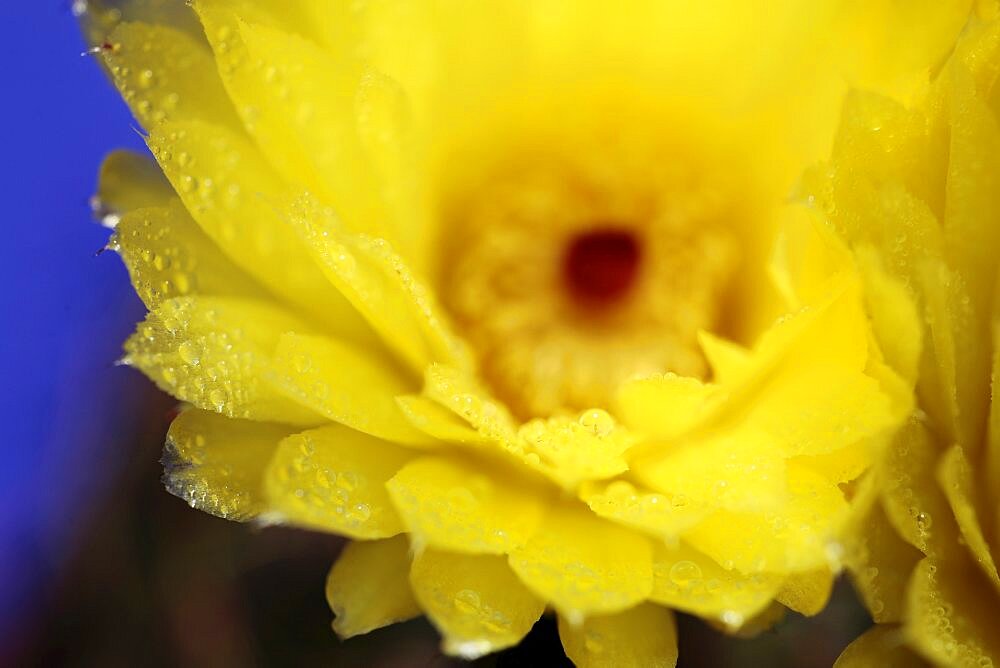 Plants, Flowers, Cactus Flower, Yellow Cactus flower.