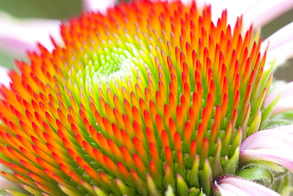 Plants, Flowers, Echinacea, Purple Cone Flower, Echinacea purperea ÔMagnusÕ.