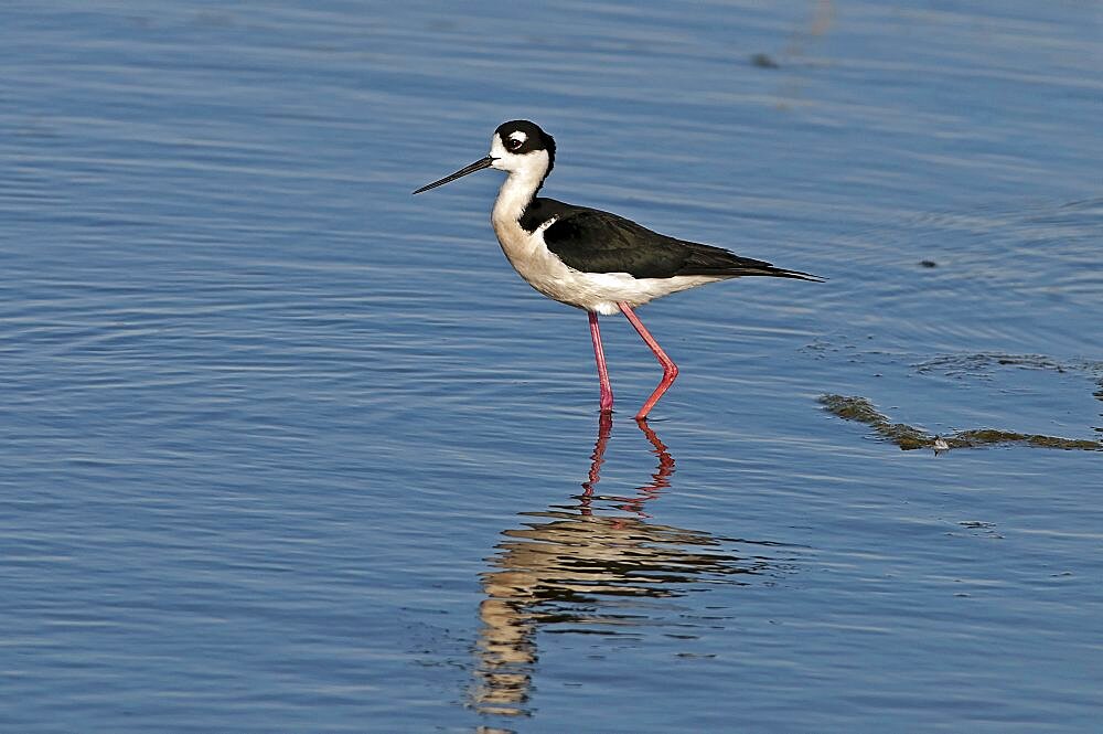 Canada, Alberta, Tyrrell Lake, Black-necked Stilt bird, Himantopus mexicanus, with catchlight in eye and reflection in the water, Black and white feathers, pink legs.