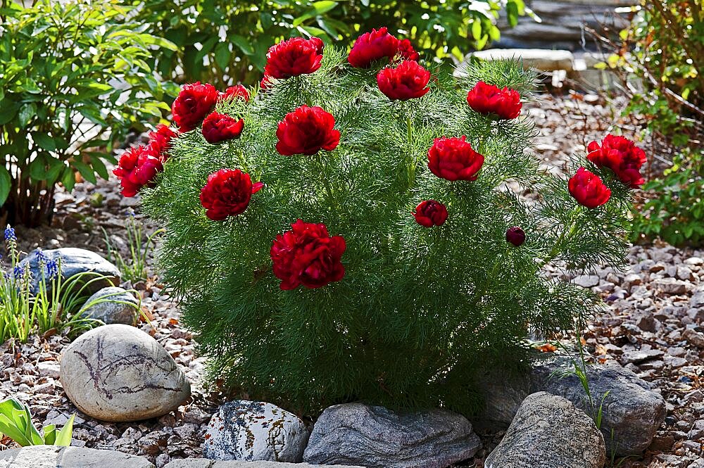 Canada, Alberta, Lethbridge, Red Fern Leaf Peony, Paeonia tenuifolia, growing in garden with rocks, gravel and bluebells.