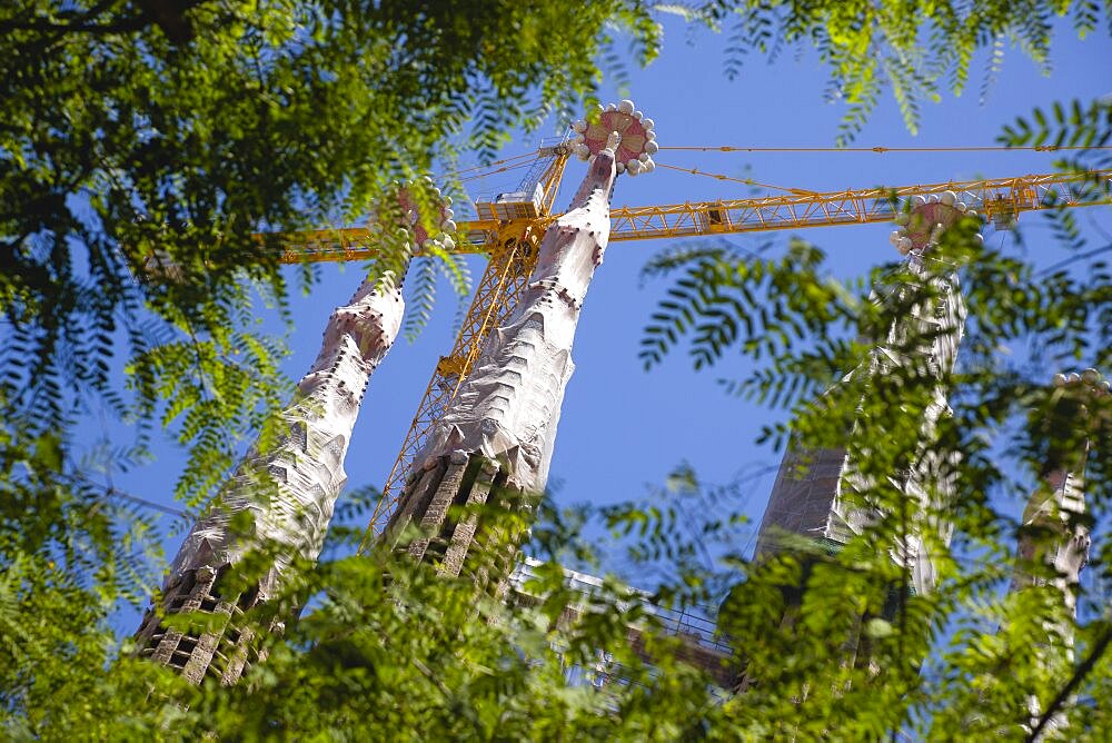 Spain, Catalonia, Barcelona, The spires of the basilica church of Sagrada Familia deisigned by Antoni Gaudi seen through the branches of a tree in the Eixample district.