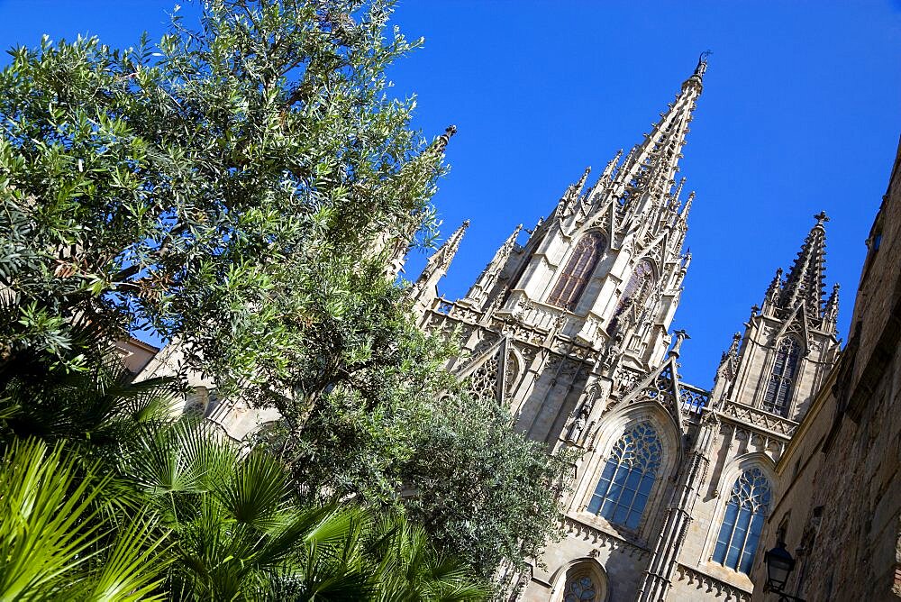 Spain, Catalonia, Barcelona, The main facade and spire of the Cathedral with olive trees and palms in the foreground in the Old Town district.