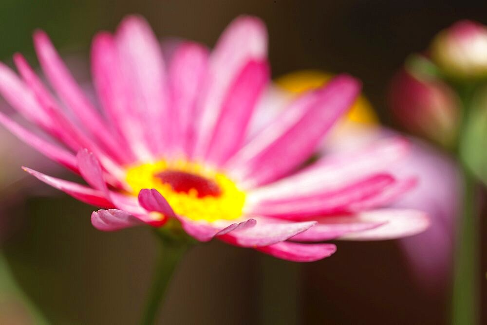 Argyranthemum frutenscens 'Larita Banana Split', Close up of the flower showing petals and stamen.