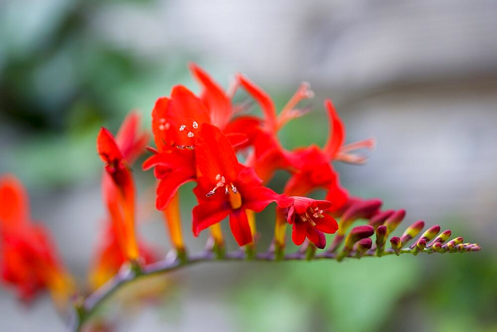 Montbretia, Crocosmia 'Lucifer', branched spike with emerging showy funnel-shaped red flowers isolated in shallow focus against a green and grey background.