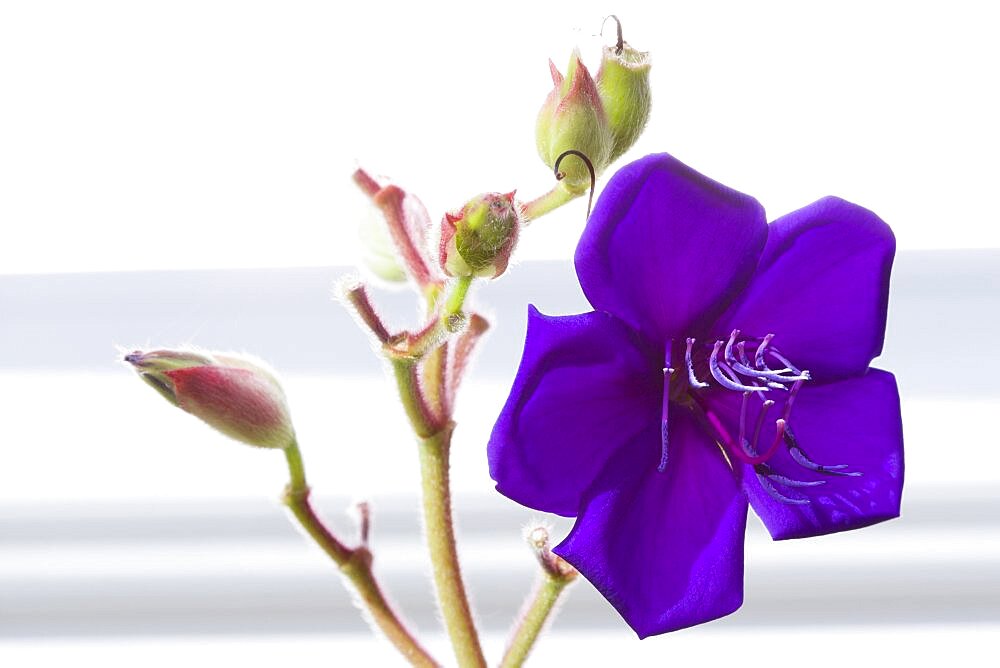 Glory bush, Tibouchina urvilleana, purple flower with prominent stamen and buds on an evergreen shrub.