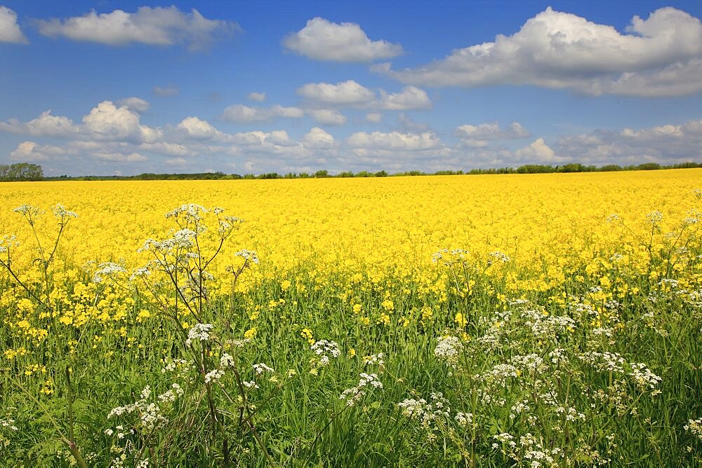 England, West Sussex, Arundel, field of bright yellow coloured Rape, Brassica napus, with cow parsley in the foreground.