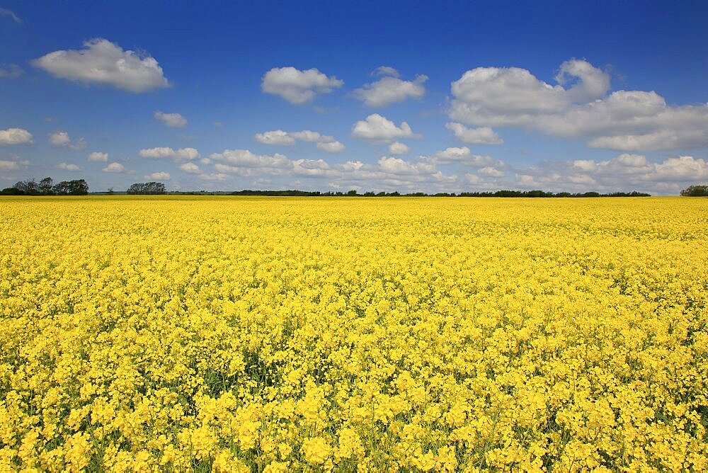 England, West Sussex, Arundel, field of bright yellow coloured Rape, Brassica napus.