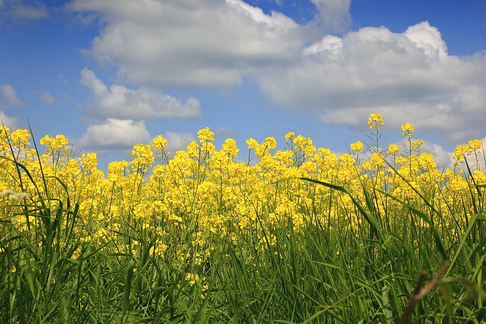 England, West Sussex, Arundel, field of bright yellow coloured Rape, Brassica napus.