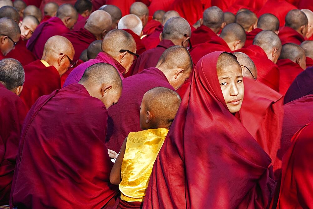 India, Bihar, Bodhgaya, Rear view of large group of seated Buddhist monks in the grounds of the Mahabodhi Temple, with one young monk turning to look at camera, young monk in yellow stands out.