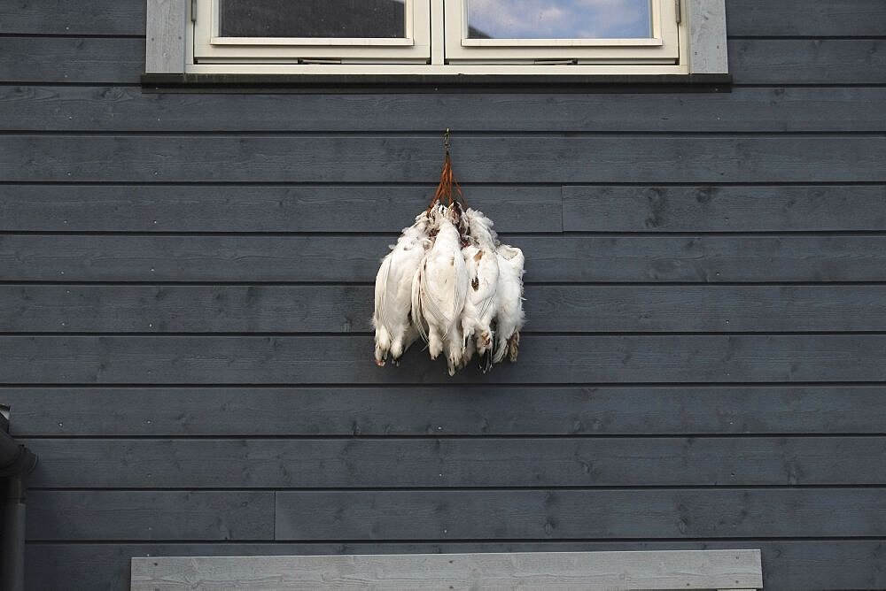 Norway, Svalbard, Longyearbyen, Traditional style, modern accomodation block, Ptarmigan hanging from the window, Due to cold temperature locals hang recently shot gamebirds outside as the cold air keps them fresh.