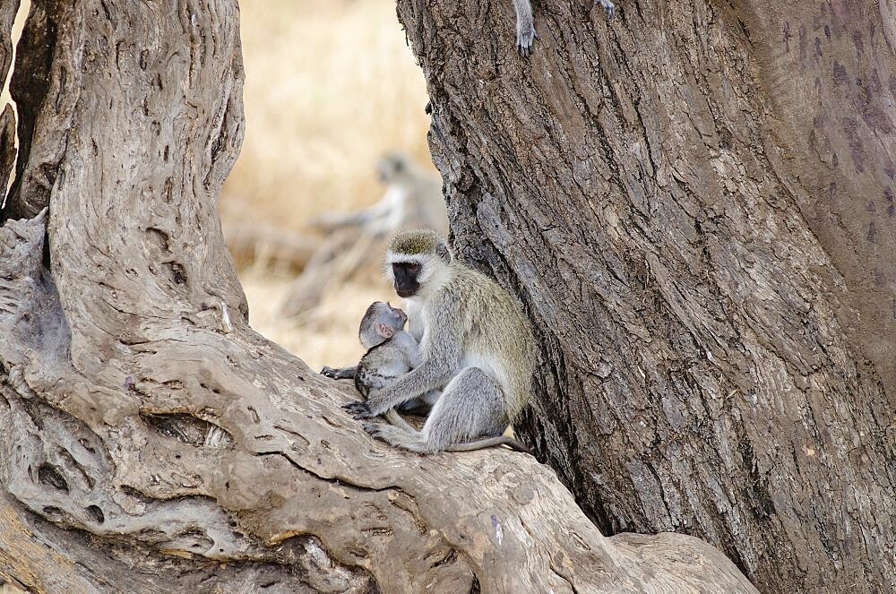 Tanzania, Tarangire Natinoal Park, Female Velvet monkey with baby perched between two tree trunks.