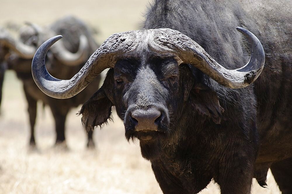 African Buffalo in Ngorongoro Conservation Area, Ngorongoro crater, the world's largest inactive, intact, and unfilled volcanic caldera, Tanzania.