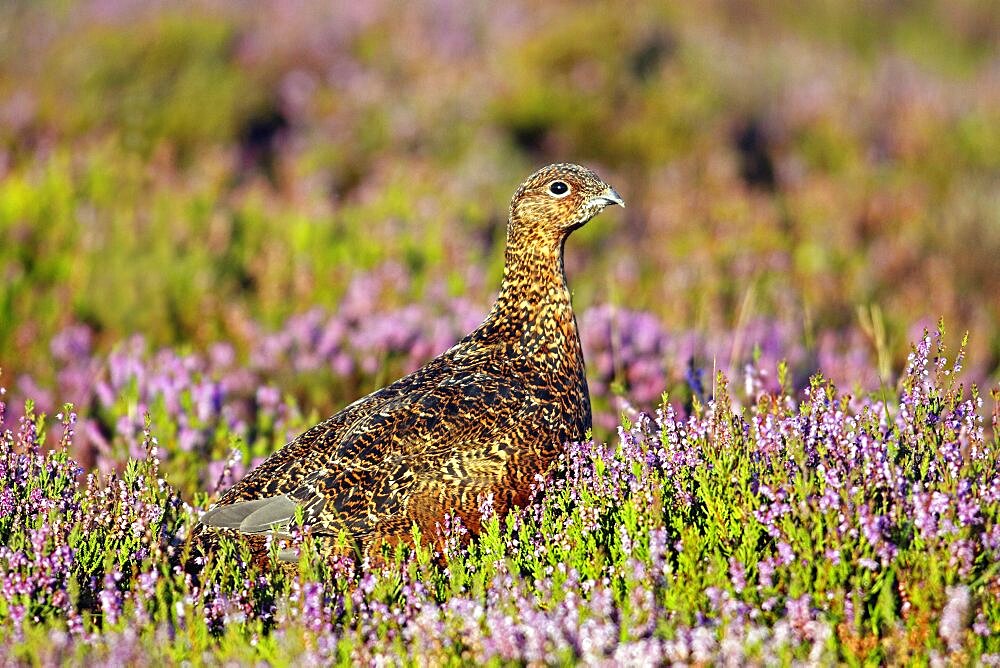 Animals, Birds, Gourse, Red Grouse, Lagopus lagopus, Male standing proud in full bloom purple heather, Yorkshire, England, UK