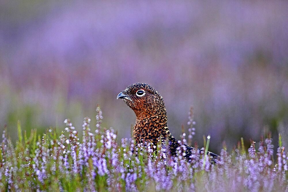 Animals, Birds, Gourse, Red Grouse, Lagopus lagopus, Male standing proud in full bloom purple heather, Yorkshire, England, UK