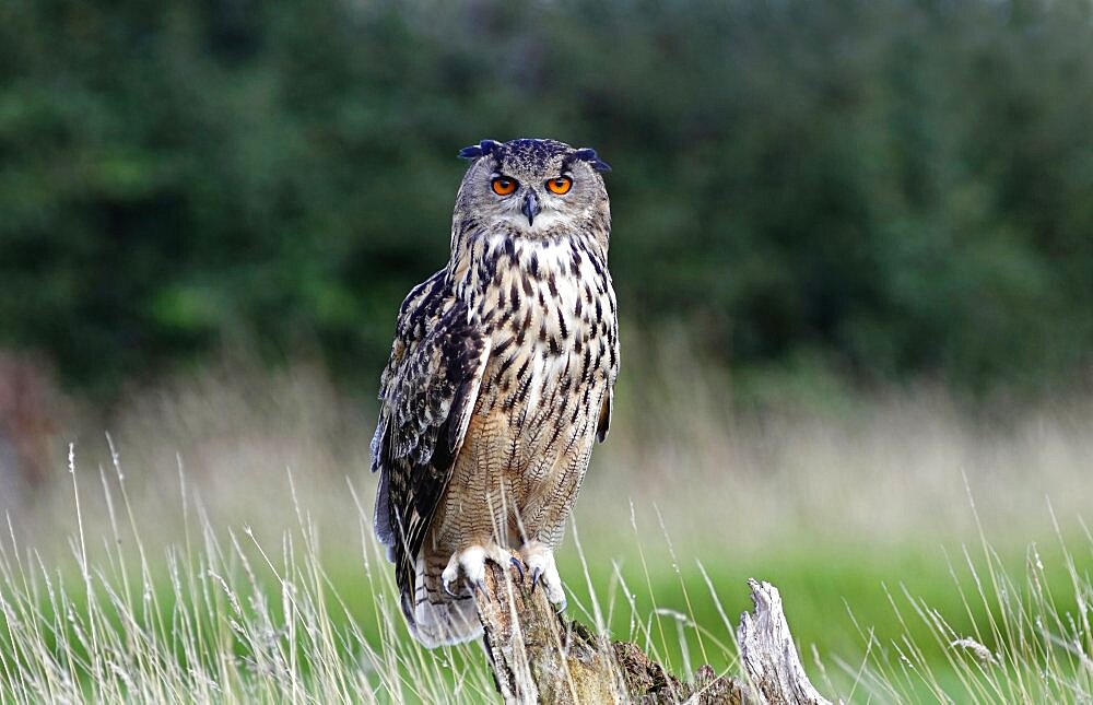 Animals, Birds, Owl, European Eagle Owl, Bubo bubo, Perched on log in moorland, Suth West, England, UK.