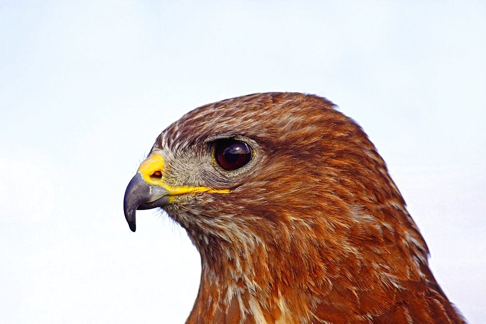 Animals, Birds, Buzzard, Buteo buteo, Male, Close Up, Headsot, Captive, South West, England