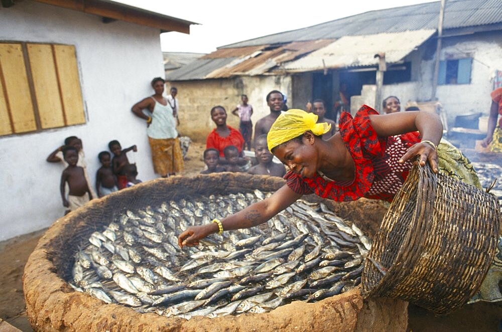 GHANA  Near Accra Woman spreading small fish in a large basket for smoking