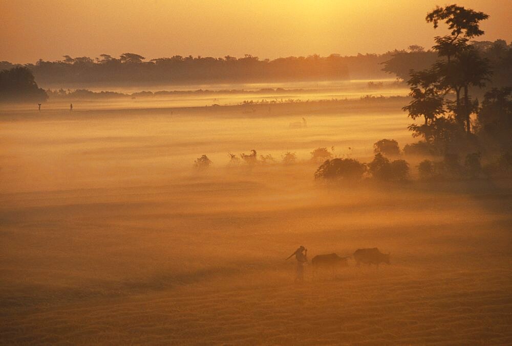 BANGLADESH  Hatiya Farmer with cows in early morning mist at sunrise.