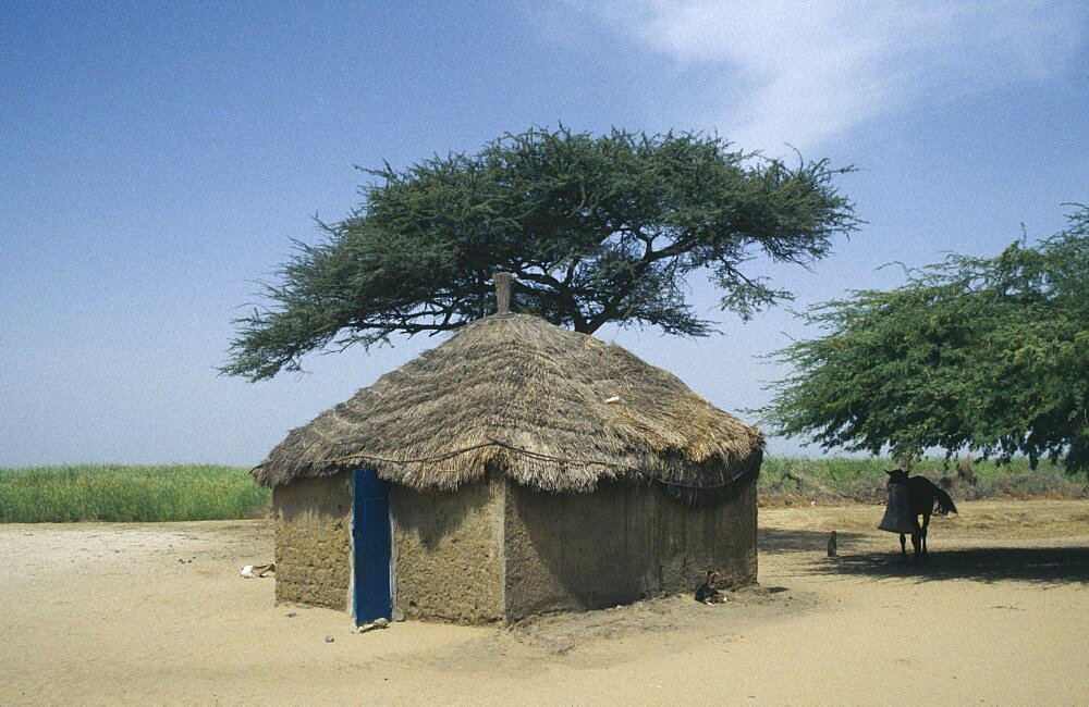 SENEGAL North Peul house with straw roof built near Acacia trees with mule standing in the shade