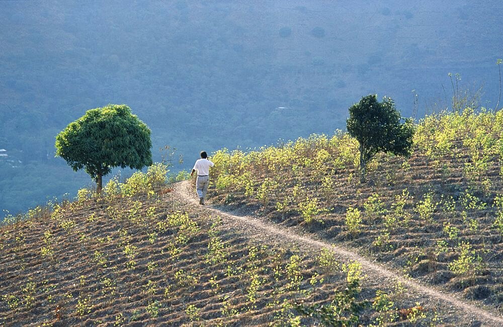 PERU  General Man walking through a field of coca.  Coca is still traditionally chewed by the Andean Indians but is also the base of cocaine.
