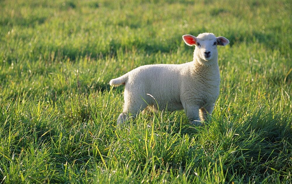 AGRICULTURE Farming Sheep Lamb standing in green field