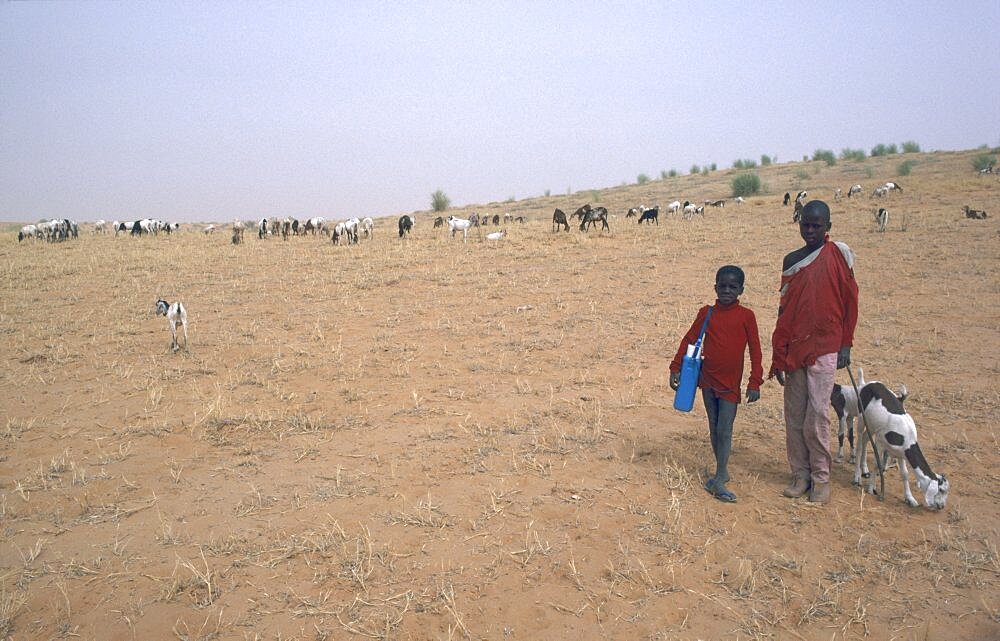 BURKINA FASO Sahel Shepherd boys with flock grazing on sparse vegetation.