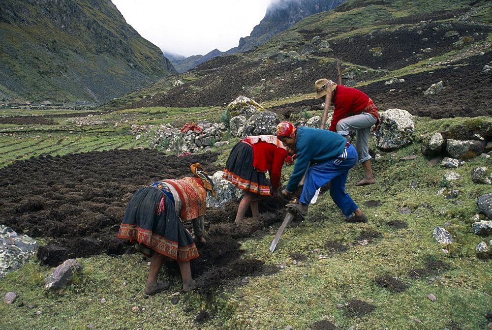 PERU Andes Cusco Cancha Cancha.  Quechua Indian men and women using traditional method to plough field by hand.  Cuzco