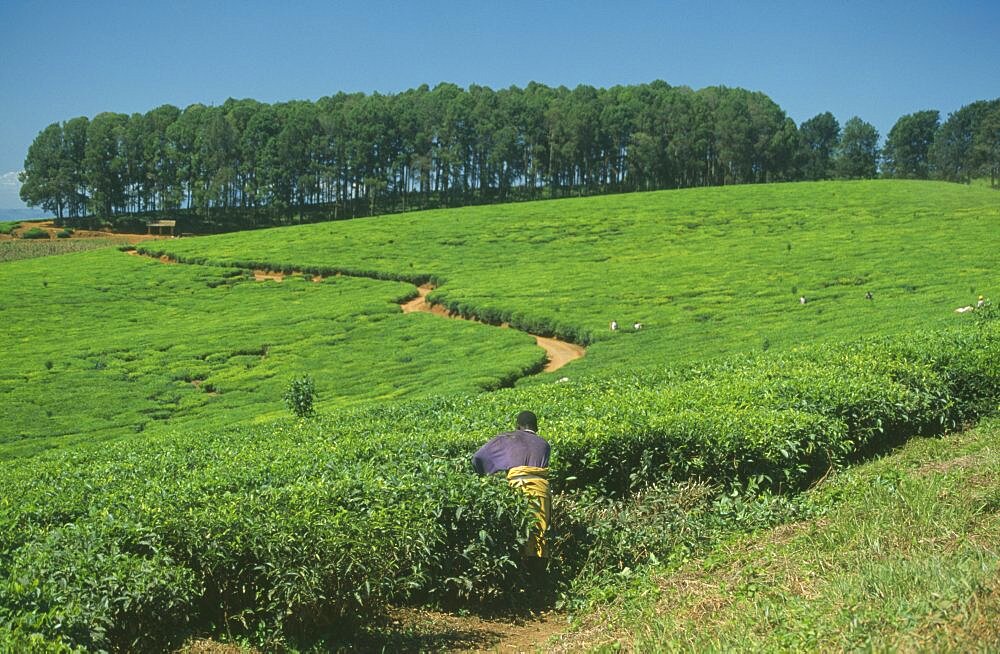 MALAWI  Mount Mulanje Tea plantation and pickers in area of tea growing and subsistence farming