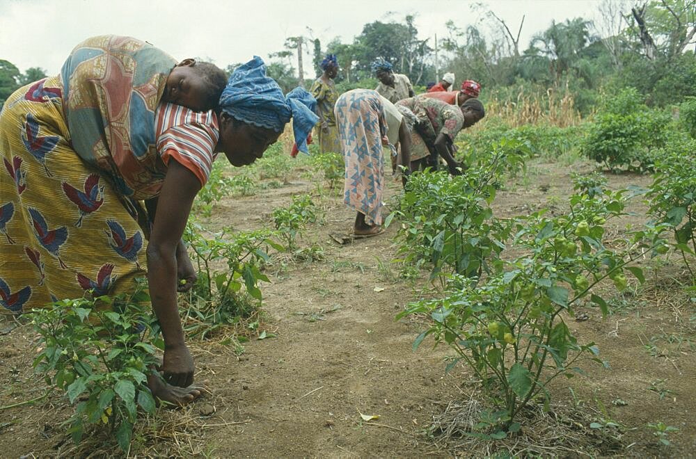 SIERRA LEONE  Kambla Woman carrying child on her back as she works in vegetable plot.