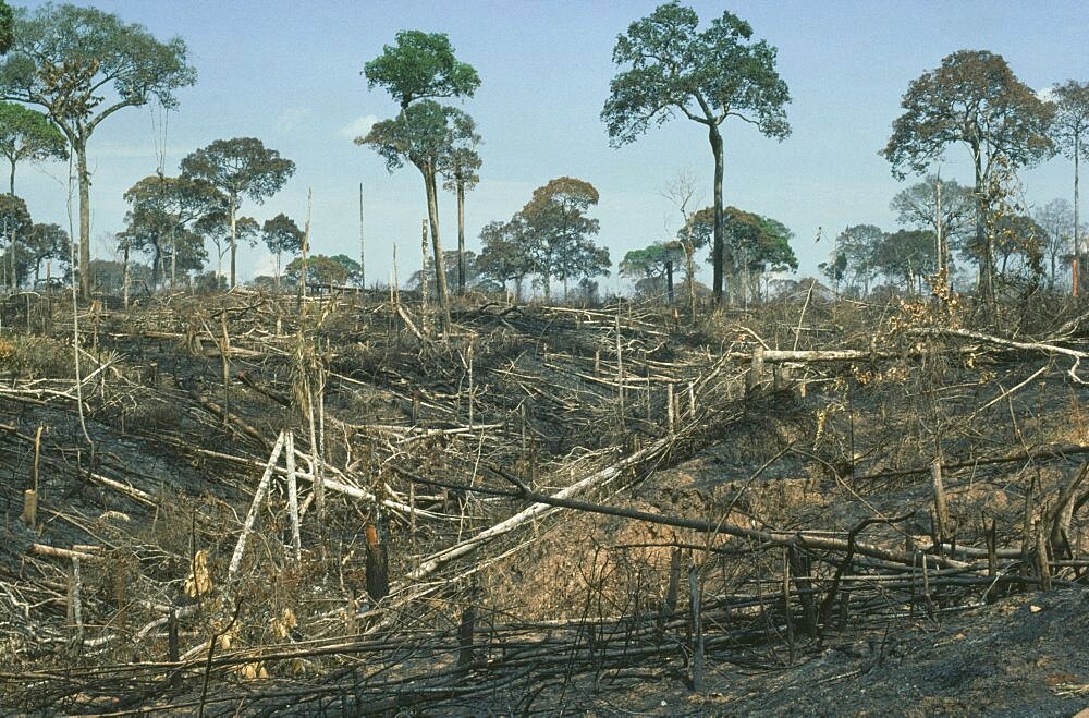 BRAZIL Amazon Acre Brazil nut trees left after deforestation by slash and burn.  Brasil