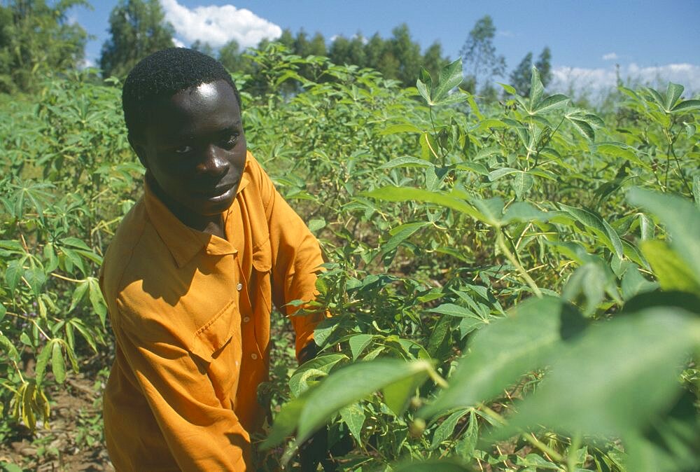 MALAWI  Mulanje Portrait of farmer amongst his Cassava crop in an Ekhamuru Village. farmer called Aubrey Macheso