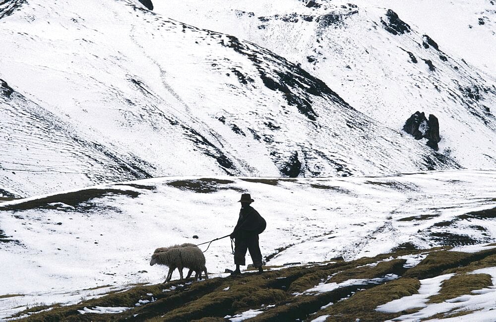 PERU  Cordillera Vilcanota Young boy taking sheep to Pitumarca to sell in snow covered landscape. American Peruvian South America Hispanic Latin America Latino  American Peruvian South America Hispanic Latin America Latino