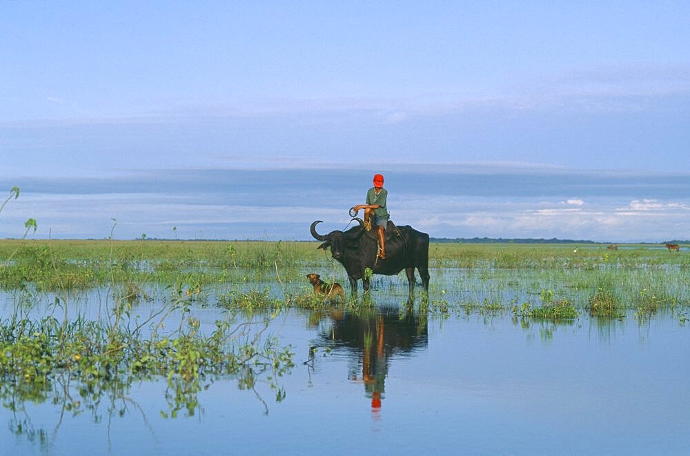 BRAZIL Para Marajo Island Cowboy on water buffalo in wet savanna. Brazilian Amazon Brasil