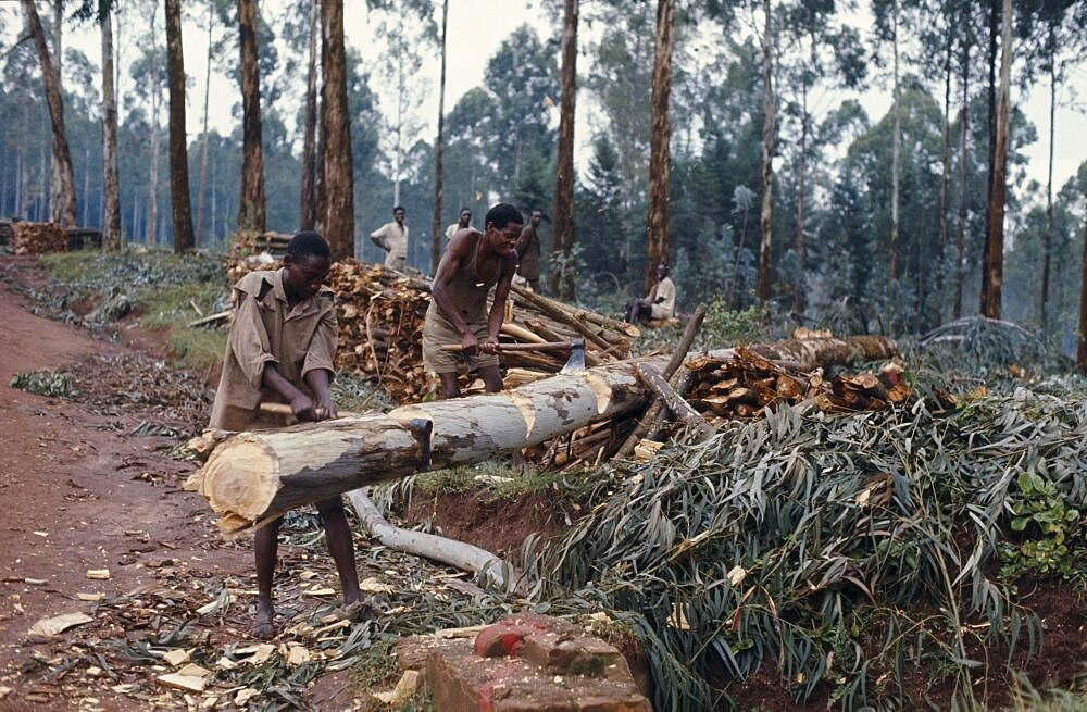 RWANDA Environment Deforestation Felling trees.